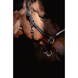 PENELOPE L�dergrime Harmonie sort cob