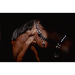 PENELOPE L�dergrime Harmonie sort cob