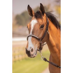 PENELOPE L�dergrime Harmonie brun cob