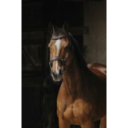 NORTON PRO Hackamore trense sort