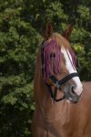 Pony, Bordeaux