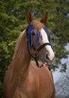 Pony, Bl�/sort