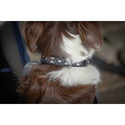 P&Eacute;N.PEARL DOG COLL.HAV/PINK 30