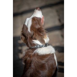 P&Eacute;N.PEARL DOG COLL.HAV/PINK 30