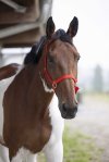 Pony, R&oslash;d