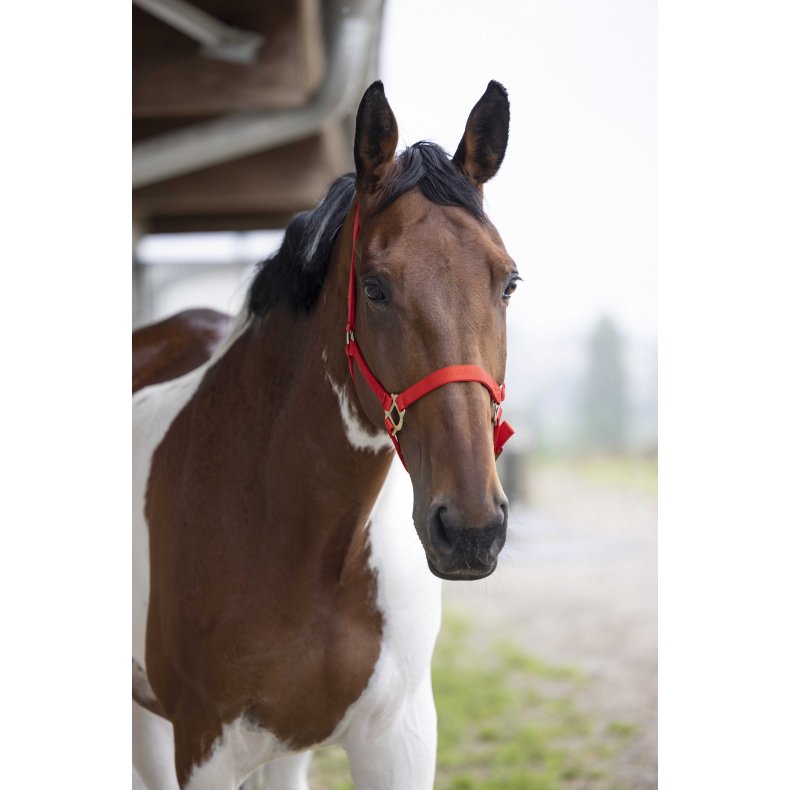 NORTON Nylon Grime flere farver Pony R&oslash;d