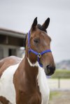 Pony, Royalbl�