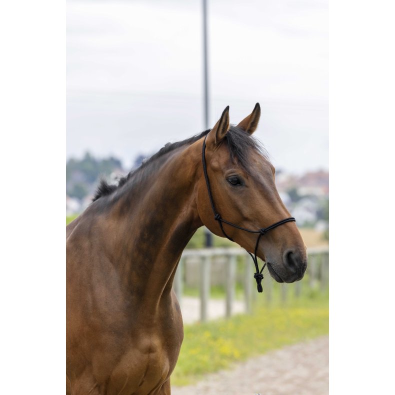 RIDING WORLD Rebgrime Fine str full Sort