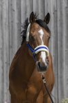 Shetland, Royalbl�