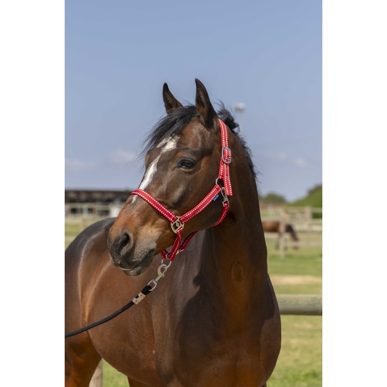 NORTON Grooming grime - flere farver Pony R&oslash;d