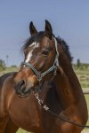 Pony, M�rkegr�n