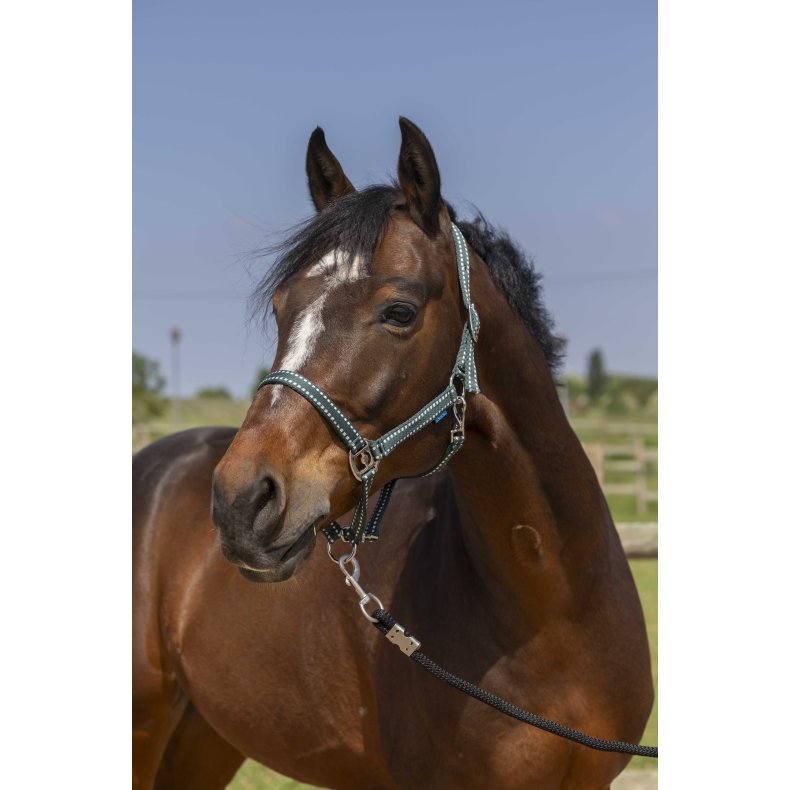 NORTON Grooming grime - flere farver Pony M�rkegr�n