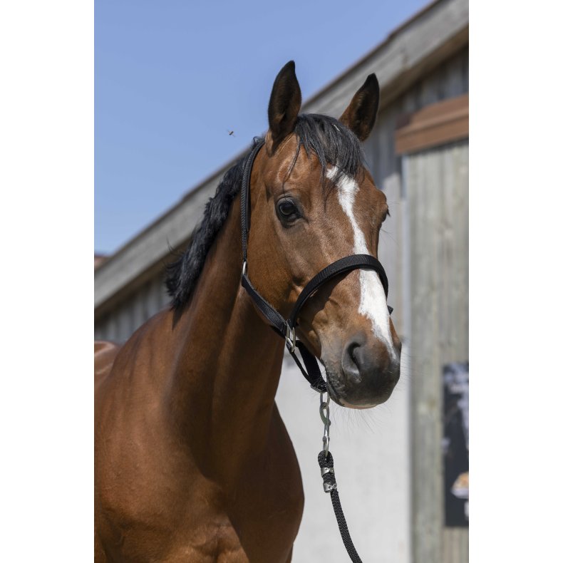 NORTON Satine Grime Cob Sort