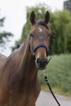 Shetland, Navy