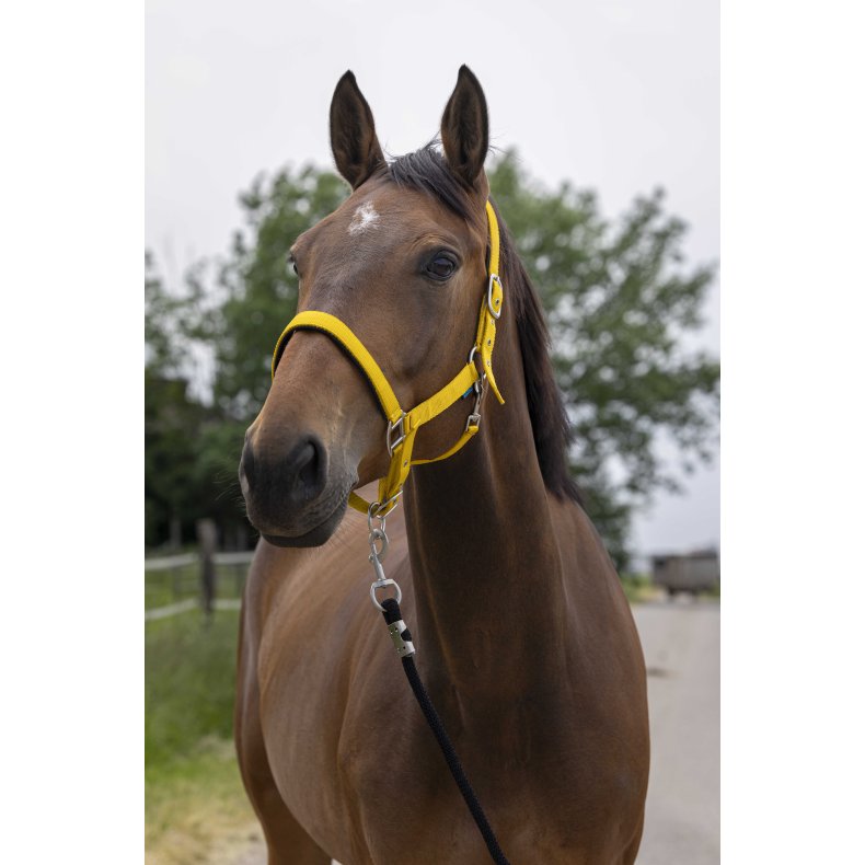 NORTON Satine Grime Cob Honning