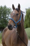 Shetland, Bl�gr�n