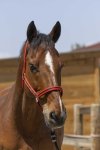 Cob, R�d/sort