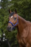 Shetland, Royalbl�