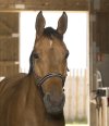 Pony, Sort