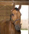Pony, Choko