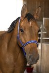 Pony, Bl�