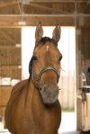 Pony, Gr�n