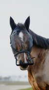 Pony