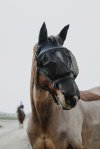 Pony