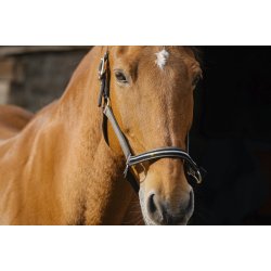 EQUITHEME Grime Domino full