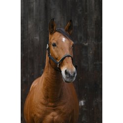 EQUITHEME Grime Domino full