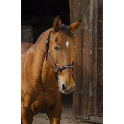 EQUITHEME Grime Domino full