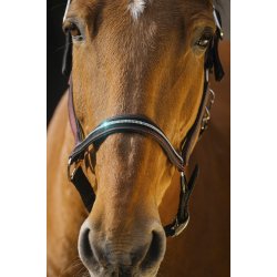 EQUITHEME Grime Domino full