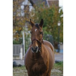 EQUITHEME Spring grime full