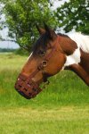 Pony, Choko