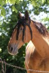 Pony, Brun