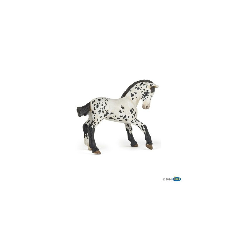 PAPO Appaloosa føl.