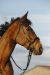 Pony, Brun