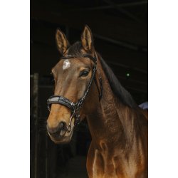 NORTON PRO Hackamore trense sort