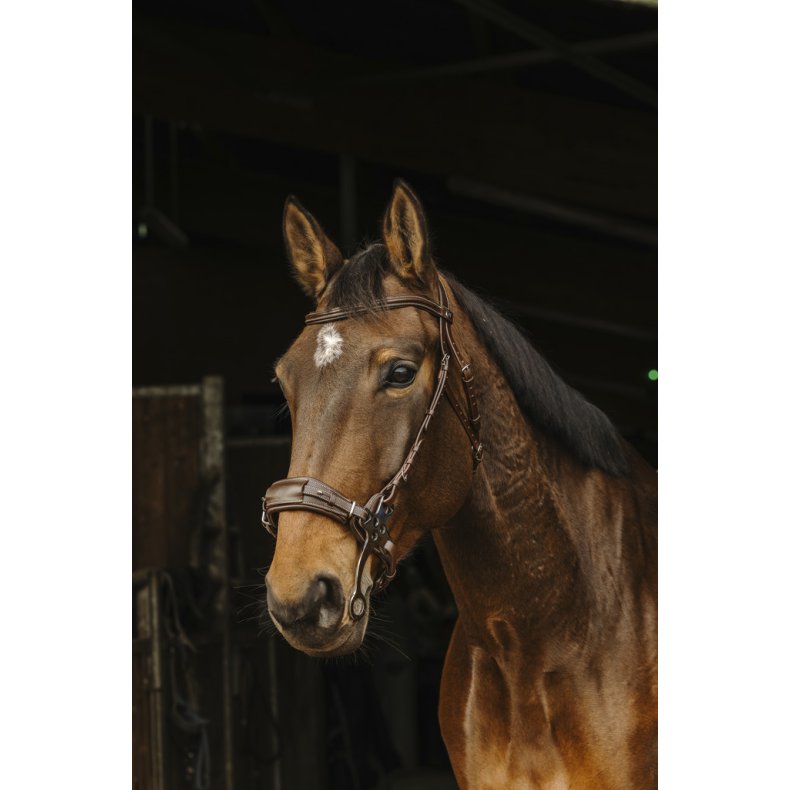 NORTON PRO Hackamore trense sort Cob Brun