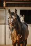 Pony, Brun
