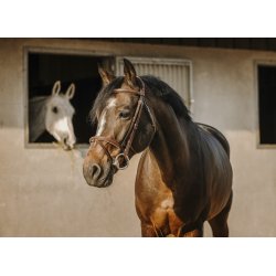 ERIC THOMAS Trense Crown brun