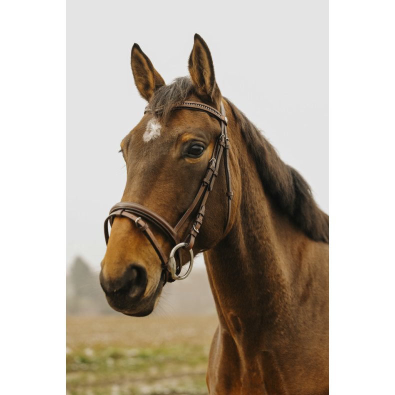 NORTON CLUB Trense Strass Pony Brun