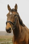 Pony, Brun