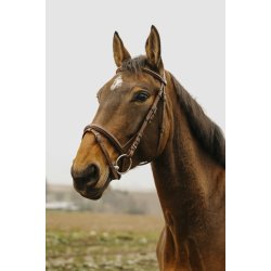 NORTON CLUB Trense Square