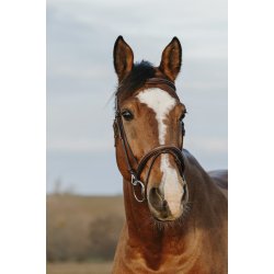 NORTON CLUB Trense Easy