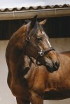 Pony, Navy